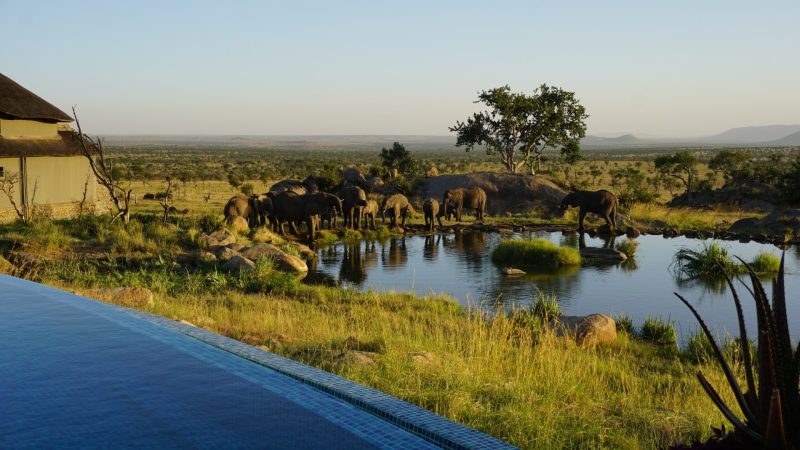 Serengeti (49)